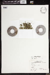 Lemna turionifera image