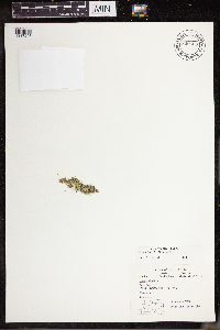 Lemna turionifera image