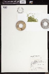 Lemna turionifera image