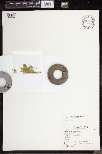 Lemna turionifera image