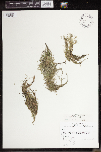 Lemna turionifera image