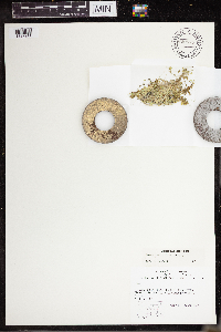 Lemna turionifera image