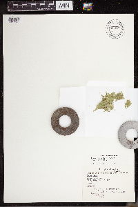 Lemna turionifera image