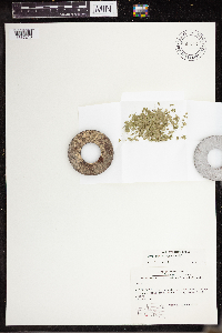 Lemna turionifera image