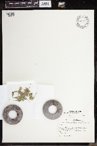 Lemna turionifera image