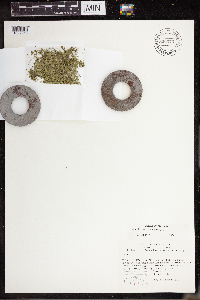 Lemna turionifera image