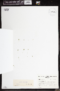 Lemna turionifera image