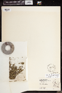 Lemna turionifera image