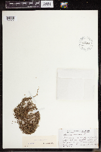 Lemna turionifera image