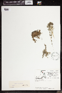 Lemna turionifera image