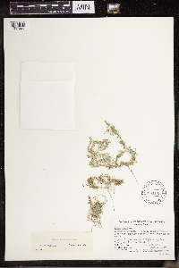 Lemna turionifera image