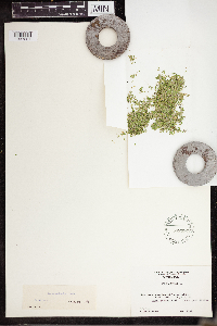 Lemna turionifera image