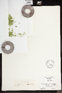 Lemna turionifera image