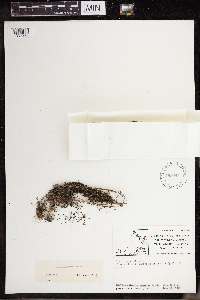 Lemna turionifera image