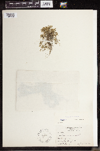 Lemna turionifera image