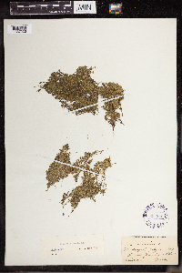 Lemna turionifera image