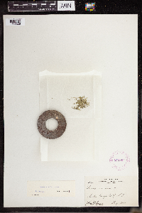 Lemna turionifera image