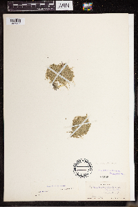 Lemna turionifera image