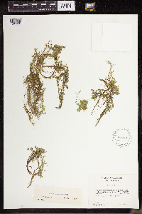 Lemna turionifera image