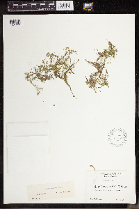 Lemna turionifera image