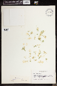 Lemna turionifera image