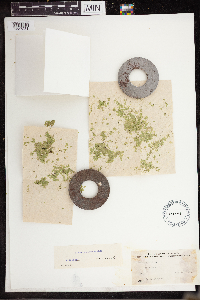 Lemna turionifera image