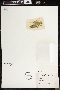 Lemna turionifera image