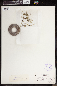 Lemna turionifera image