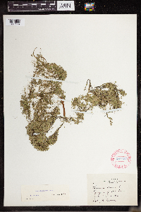 Lemna turionifera image