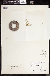 Lemna turionifera image