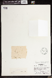 Lemna turionifera image