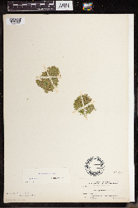 Lemna turionifera image