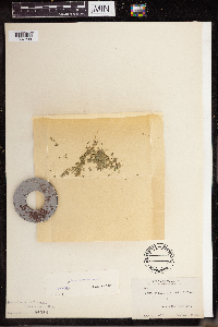 Lemna turionifera image