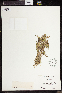 Lemna turionifera image