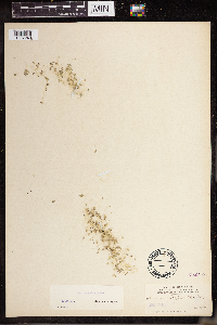 Lemna turionifera image