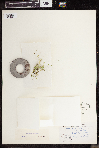 Lemna turionifera image