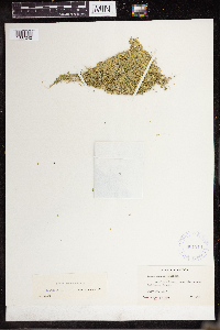 Lemna turionifera image