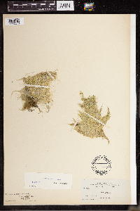 Lemna turionifera image