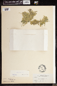 Lemna turionifera image