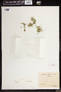 Lemna turionifera image