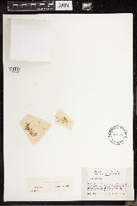 Lemna turionifera image