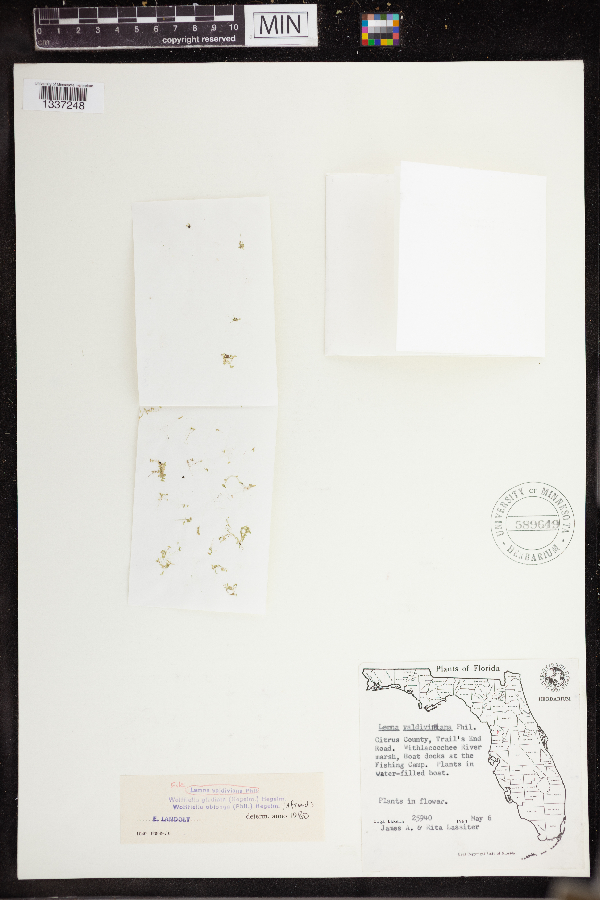 Lemna valdiviana image