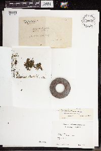 Lemna valdiviana image