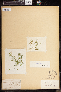 Lemna valdiviana image