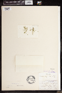 Lemna valdiviana image