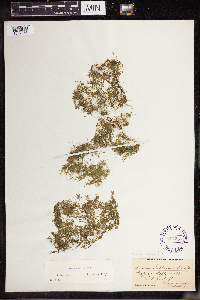 Lemna valdiviana image