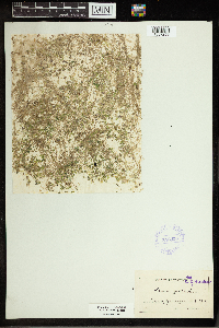 Thumbnail image of current specimen