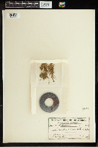 Lemna paucicostata image