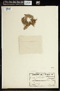 Lemna paucicostata image