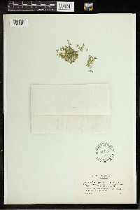 Lemna trisulca image